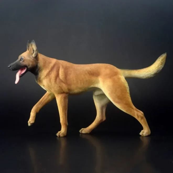 Working Dog Belgian Malinois