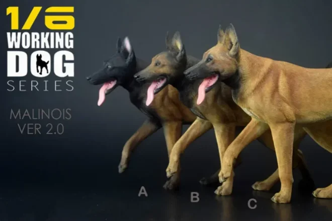 Working Dog Belgian Malinois